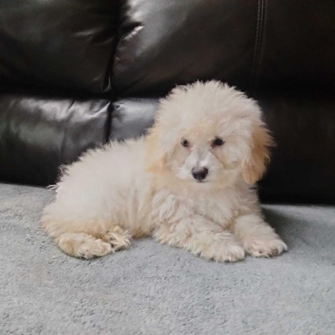 Poodle – Toy poodle