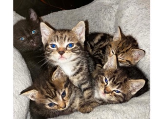 7 Gorgeous Kittens – Litter Trained & Looking for New Families – Brierley Hill
