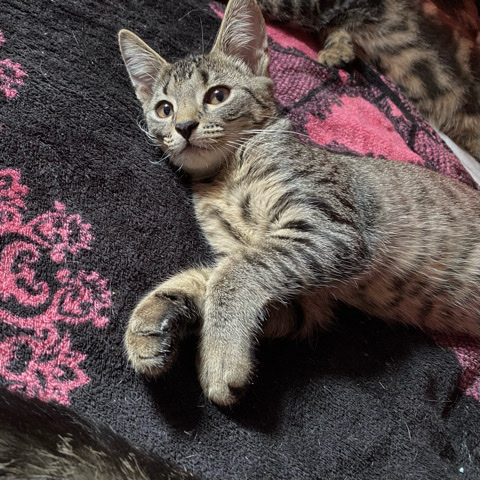 Ocicat – female kitten
