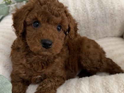 Cavapoo – 10 week old red haired Cavapoo puppy. – Providence Forge