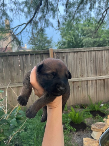 Belgian Shepherd Dog (Malinois) – Belgian malinois/German Shepard mix