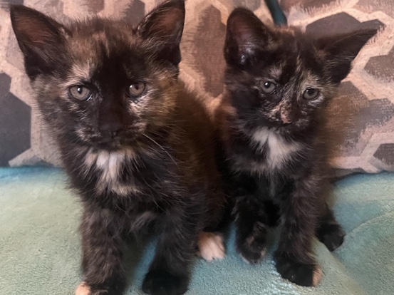 Female Tortie short hair kittens – Watervliet
