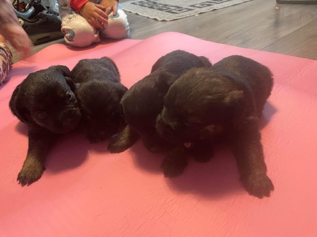 Border Terrier – border terriers