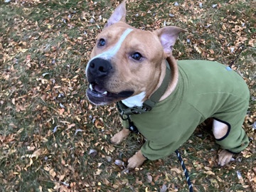 American Pit Bull Terrier – Bingo