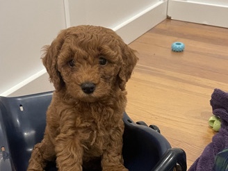Goldendoodle – goldendoodle mini-medium – Gilroy