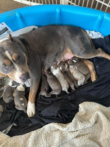 XL American Bully Puppies for sale!