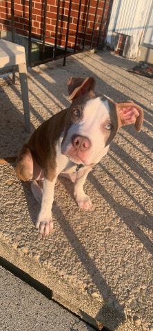 American Pit Bull Terrier – red nose pitbull looking for new home