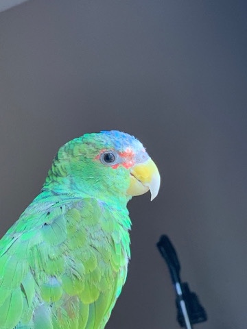 Amazon Parrot – white fronted amazon
