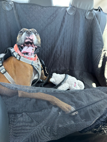 Boxer – Boxer / Rehome ( Negotiationable )