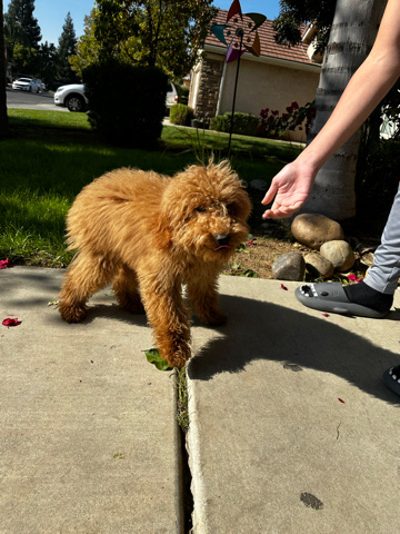 Whoodle for sale