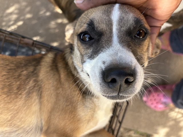 Chihuahua mix needs a home asap – Katy