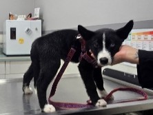 Mixed Breed - 5-Month-Old Female Husky Mix Looking for a Loving Home 🏡 available for adoption in Winnipeg