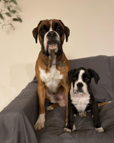 Boxer – cute boxer puppies for sale