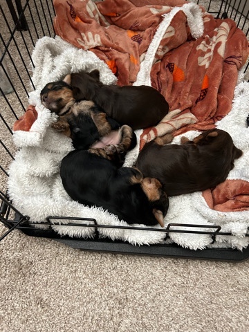 Yorkshire Terrier – Yorkie puppies