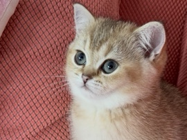 British Shorthair – SOLD Golden British shorthair female – Abu Dhabi