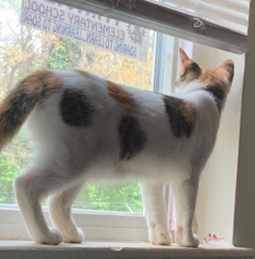 American Bobtail – cats for sell