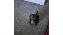 Rottweiler – beautiful Rottweiler
