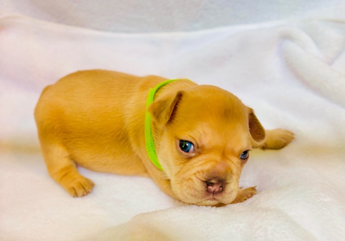 French Bulldog – French Bulldog Puppies For Sale