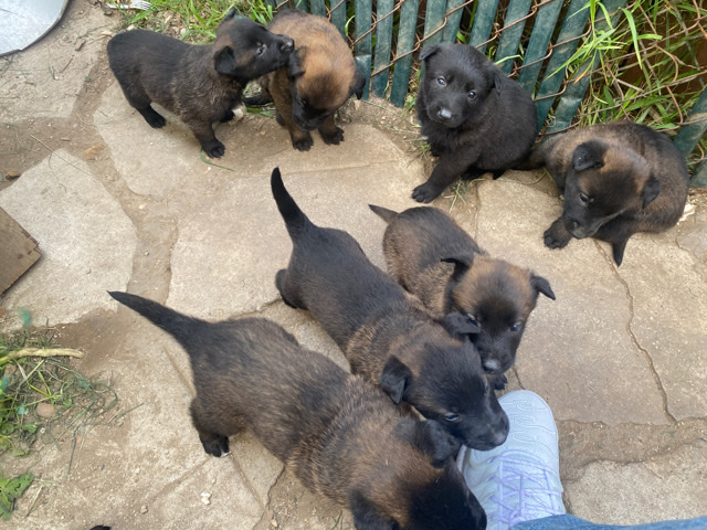 Belgian Shepherd Dog (Malinois) – Belgian malinois