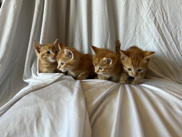Munchkin – Munchkin Ginger Kittens 4 Sale