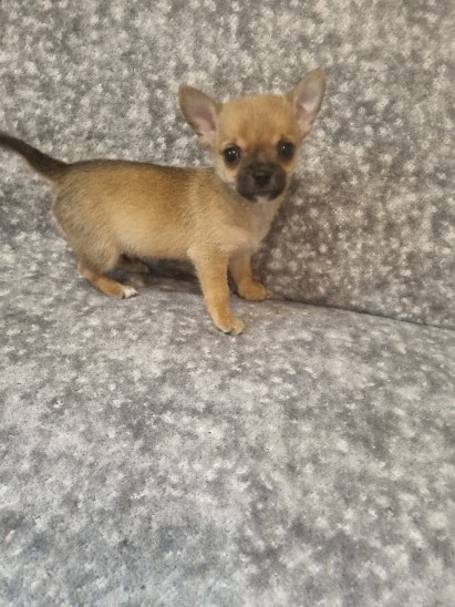 Chihuahua – chihuahua puppies READY NOW OPEN TO OFFERS