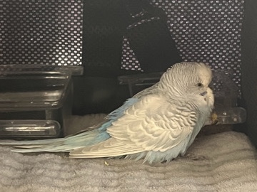 Budgerigar – URGENT — Budgie in Need of Immediate Medical Care (Encino, CA) – Los Angeles