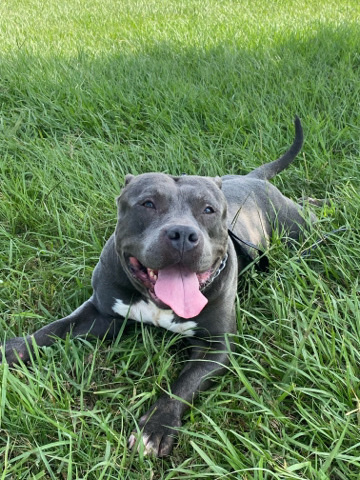 American Pit Bull Terrier – Bully needs home asap