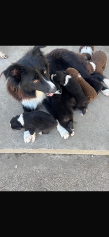 Border Collie – Puppies for sale