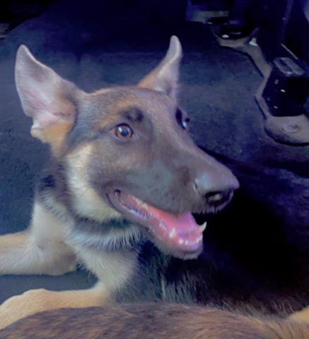 German Shepherd – rehome