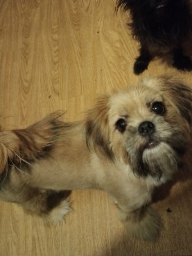 Shih Tzu – Shitzu for sale