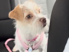 Rehome: Adorable Luna the 9mo Jack Russell Terrier