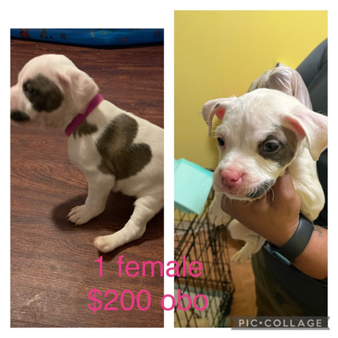 PIT XL & Bully mix puppies for sale