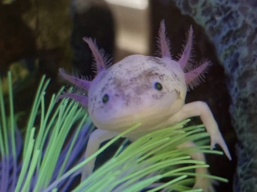 Axolotl – Axolotl Male 1yr old – Syracuse