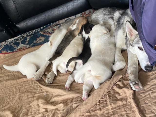 Alaskan Malamute – Puppy in need of a home