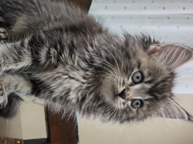 Maine Coon – purebred kitten – Vermilion