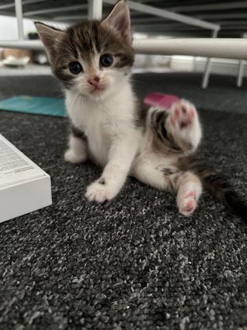 Siberian Calico Kittens Looking for loving families