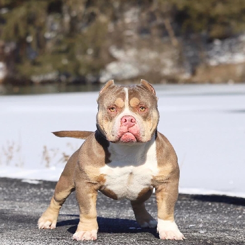 American Bulldog – Bully for sale