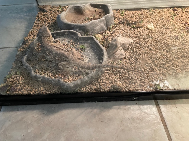bearded dragon/tank/lights, all included!