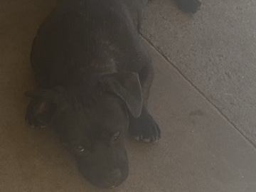 Free dog! – San Diego