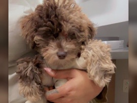 Poodle - chocolate Merle female mini poodle available for adoption in Philadelphia
