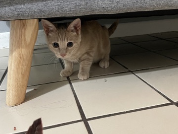 American Shorthair – Rehoming kitten