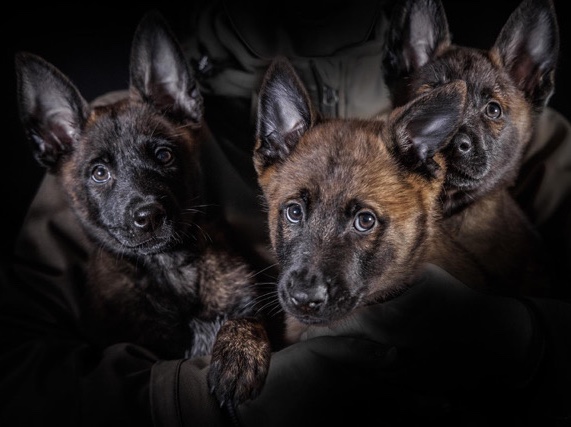 Belgian Shepherd Dog (Malinois) – Malinois-Herder Welpen – Bad Dürkheim