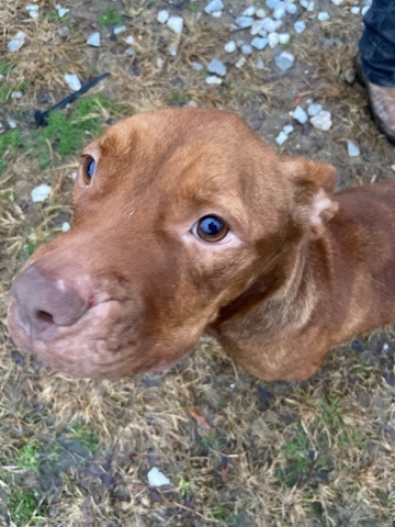 American Pit Bull Terrier – puppy in need of home