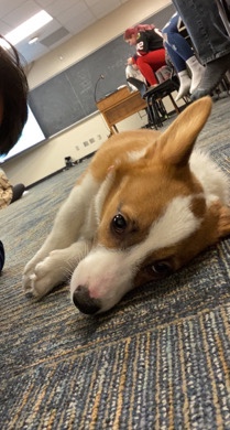 Cardigan Welsh Corgi – Cute Corgi for Sale