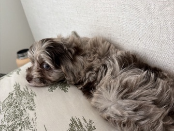 Cavapoo – 8 week old Cavapoo – Atlanta