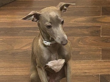 Image of Italian Greyhound