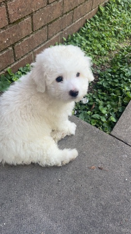 Pomeranian – teddy