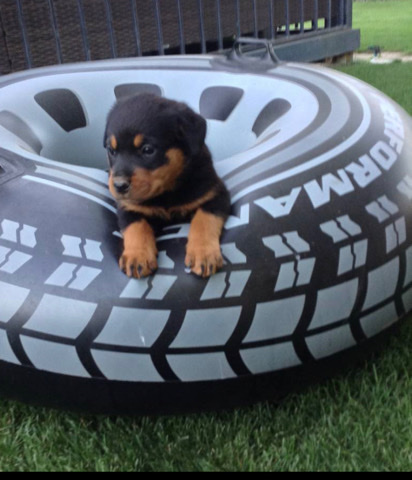 Rottweiler – German Rottweiler Puppies