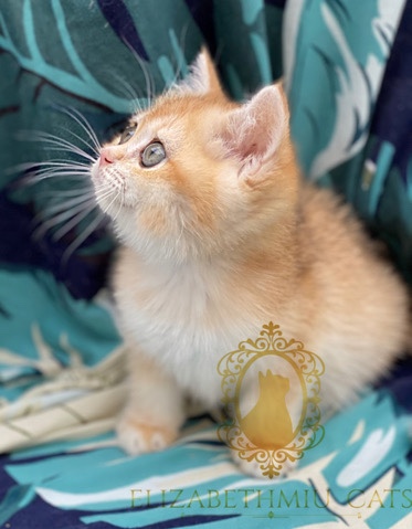 British Shorthair – Tica Gold BSH Kittens