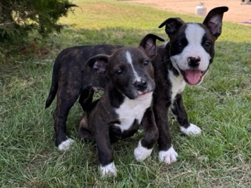 American Pit Bull Terrier – Pit Mix Puppies For Adoption – Claremore